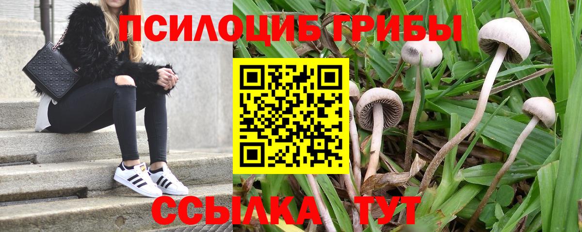 Псилоцибиновые грибы GOLDEN TEACHER  где купить наркоту  Иркутск  Вход с VPN 